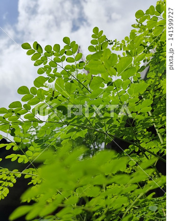 photo of moringa plant with blue sky background photo of moringa plant with blue sky background 141599727