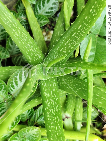 photo of aloe vera herbal plant photo of aloe vera herbal plant 141599729