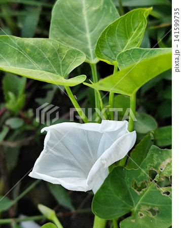 the water spinach flowers are blooming the water spinach flowers are blooming 141599735