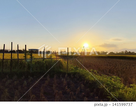 sunset over rice fields in the countryside sunset over rice fields in the countryside 141599737