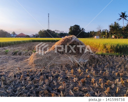view of newly harvested rice fields, with piles of dry straw, with a village in the background 141599738
