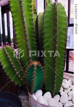 prickly cactus in a white pot prickly cactus in a white pot 141599751