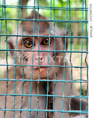 monkey in an iron wire cage monkey in an iron wire cage 141599754