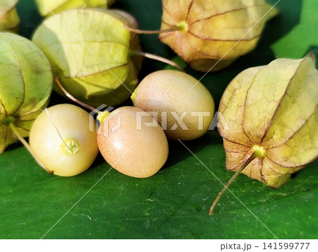 Morel fruit or Physalis peruviana in Latin, is also often called golden berry Morel fruit or Physalis peruviana in Latin, is also often called golden berry 141599777