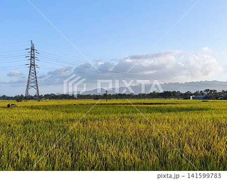 beautiful view of rice fields with cloudy blue sky and towering electricity towers beautiful view of rice fields with cloudy blue sky and towering electricity towers 141599783