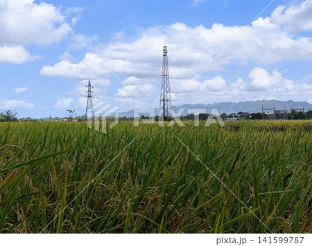 beautiful view of rice fields with cloudy blue sky and towering electricity towers beautiful view of rice fields with cloudy blue sky and towering electricity towers 141599787