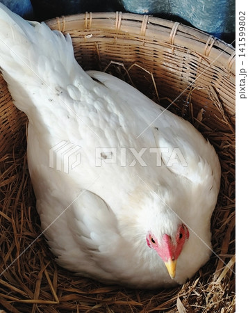 the hen is incubating her eggs the hen is incubating her eggs 141599802