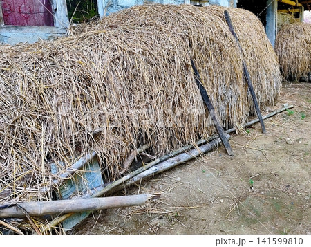piles of dry straw for animal feed 141599810