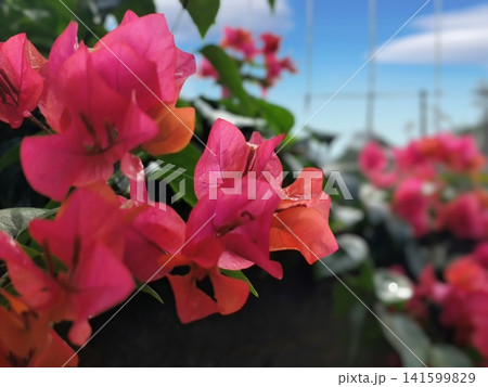 beauty Pink paper flowers are blooming in the yard beauty Pink paper flowers are blooming in the yard 141599829