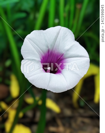 sweet potato flowers are blooming sweet potato flowers are blooming 141599845