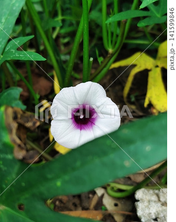 sweet potato flowers are blooming sweet potato flowers are blooming 141599846
