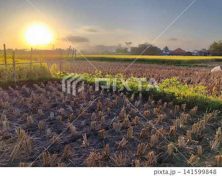 sunset over rice fields in the countryside 141599848