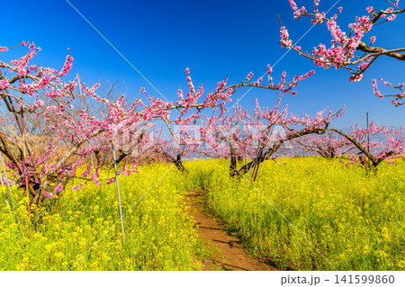春の快晴 笛吹市御坂町の春祭り散策コースで一面に広がる満開の菜の花と点在する桃の木々の風景 春の快晴 笛吹市御坂町の春祭り散策コースで一面に広がる満開の菜の花と点在する桃の木々の風景 141599860