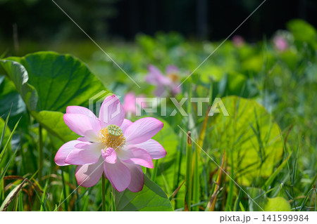 青葉に映える美しく咲く大輪のハスの花 青葉に映える美しく咲く大輪のハスの花 141599984
