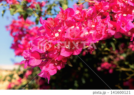 Bright bougainvillea branch with vibrant pink blossom 141600121