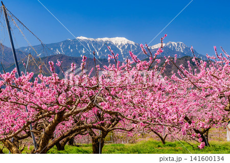 春の快晴 韮崎市の新府桃源郷の満開の桃の花と、残雪の鳳凰三山の風景 春の快晴 韮崎市の新府桃源郷の満開の桃の花と、残雪の鳳凰三山の風景 141600134