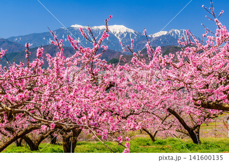 春の快晴 韮崎市の新府桃源郷の満開の桃の花と、残雪の鳳凰三山の風景 春の快晴 韮崎市の新府桃源郷の満開の桃の花と、残雪の鳳凰三山の風景 141600135