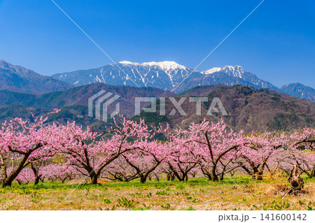 春の快晴 韮崎市の新府桃源郷の満開の桃の花と、残雪の鳳凰三山の風景 春の快晴 韮崎市の新府桃源郷の満開の桃の花と、残雪の鳳凰三山の風景 141600142