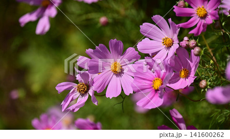 秋イメージ(コスモス:cosmos)autumn image 秋イメージ(コスモス:cosmos)autumn image 141600262