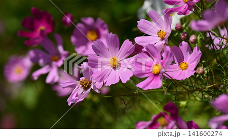 秋イメージ(コスモス:cosmos)autumn image 秋イメージ(コスモス:cosmos)autumn image 141600274