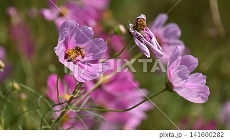 秋イメージ(コスモス:cosmos)autumn image 秋イメージ(コスモス:cosmos)autumn image 141600282