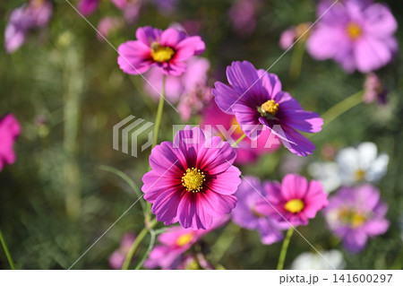 秋イメージ(コスモス:cosmos)autumn image 秋イメージ(コスモス:cosmos)autumn image 141600297