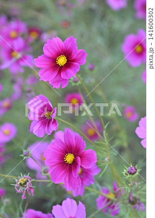 秋イメージ（コスモス：cosmos）autumn image 141600302