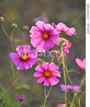 秋イメージ(コスモス:cosmos)autumn image 秋イメージ(コスモス:cosmos)autumn image 141600308