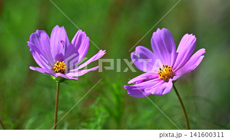 秋イメージ(コスモス:cosmos)autumn image 秋イメージ(コスモス:cosmos)autumn image 141600311
