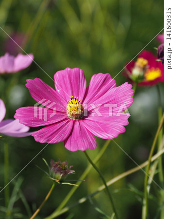 秋イメージ(コスモス:cosmos)autumn image 秋イメージ(コスモス:cosmos)autumn image 141600315