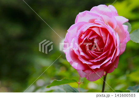 華やかに蕾を解くクラシカルなピンクのバラ 華やかに蕾を解くクラシカルなピンクのバラ 141600503