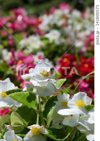 色とりどりのベゴニアの花 141600573