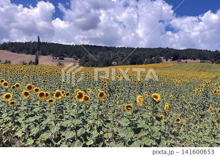 Golden sunflower field stretching across rolling hills beneath a partly cloudy summer sky. Golden sunflower field stretching across rolling hills beneath a partly cloudy summer sky. 141600653