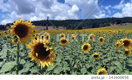 Golden sunflower field stretching across rolling hills beneath a partly cloudy summer sky. 141600656