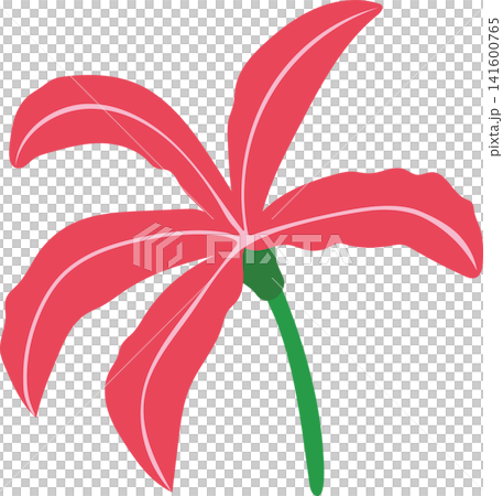 Red pink lily flower with green stem, delicate bloom beauty floral for spring theme element decoration Red pink lily flower with green stem, delicate bloom beauty floral for spring theme element decoration 141600765