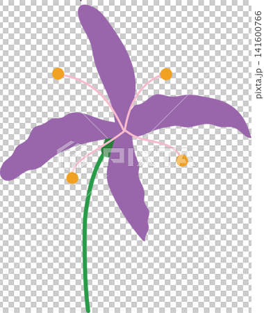 Purple lily flower with green stem, delicate bloom beauty floral for spring theme element decoration Purple lily flower with green stem, delicate bloom beauty floral for spring theme element decoration 141600766