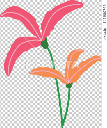 Red pink lily flower and yellow with green stem, delicate bloom beauty floral for spring theme element decoration Red pink lily flower and yellow with green stem, delicate bloom beauty floral for spring theme element decoration 141600768