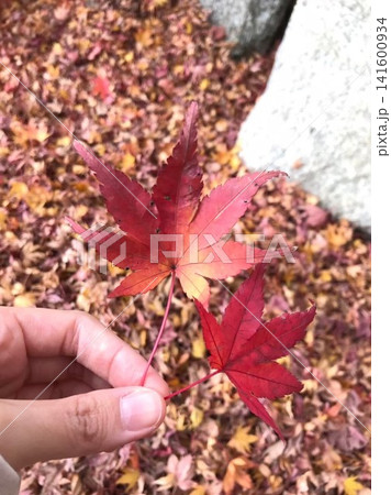 紅葉したもみじの葉 紅葉したもみじの葉 141600934