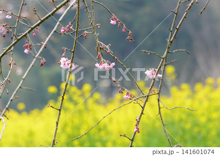 小宅(おやけ)古墳群「菜の花・桜まつり」#71 小宅(おやけ)古墳群「菜の花・桜まつり」#71 141601074