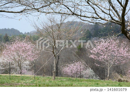 小宅（おやけ）古墳群「菜の花・桜まつり」＃76 141601079