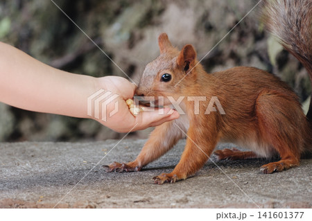 Red squirrel feeding from a person's hand in a park, eating seeds during a close wildlife encounter. Red squirrel feeding from a person's hand in a park, eating seeds during a close wildlife encounter. 141601377