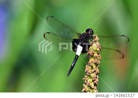とんぼ(コシアキトンボ)Pied Skimmer Pseudothemis zonata とんぼ(コシアキトンボ)Pied Skimmer Pseudothemis zonata 141601517