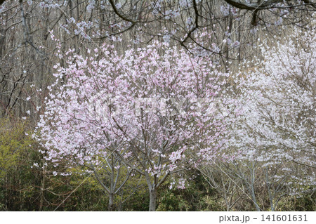 小宅(おやけ)古墳群「菜の花・桜まつり」#81 小宅(おやけ)古墳群「菜の花・桜まつり」#81 141601631