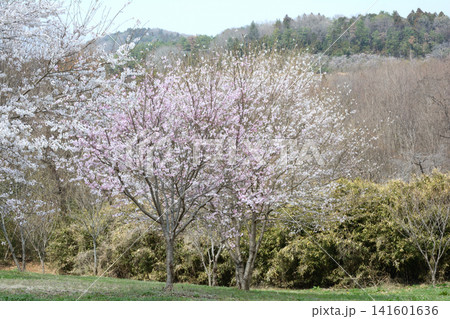 小宅（おやけ）古墳群「菜の花・桜まつり」＃86 141601636