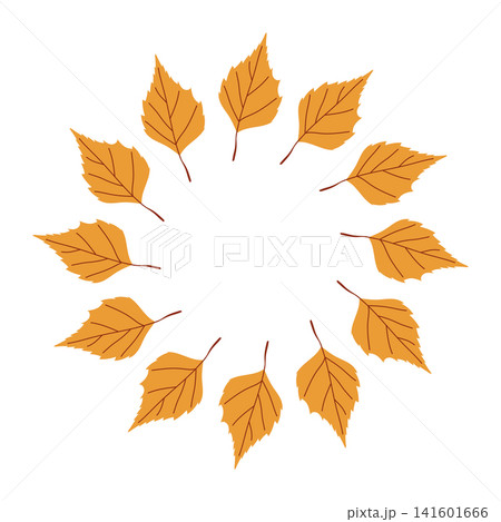 Yellow birch leaves circular frame isolated on white background Yellow birch leaves circular frame isolated on white background 141601666