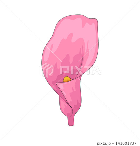 Illustration of Calla Lily Illustration of Calla Lily 141601737
