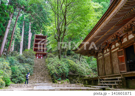 奈良県宇陀市　新緑の室生寺の五重塔の写真を撮る観光客 141601871