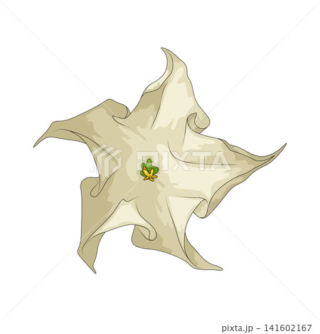 Illustration of Moonflower Illustration of Moonflower 141602167