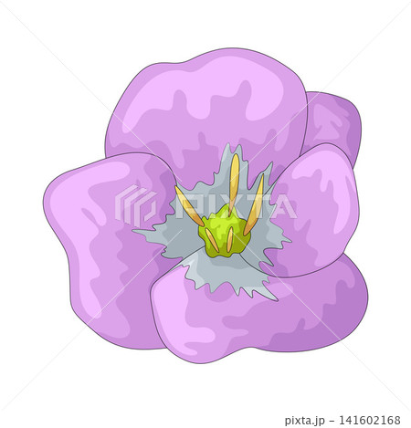 Illustration of Evening Primrose Illustration of Evening Primrose 141602168