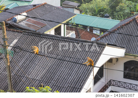Two wild monkeys sit on power lines above residential rooftops amidst lush greenery, showcasing urban wildlife in a tropical setting. Kandy town in Sri Lanka. 141602307